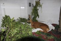 ORMAN MUHAFAZA MEMURU - Araç Çarpması Sonucu Yaralanan Karacaya Şefkat Eli