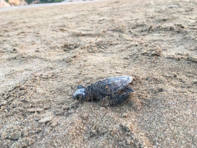 Caretta Caretta Yavrularının Denize Yolculuğu Başladı