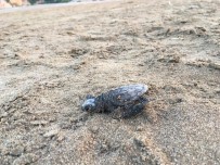 DENİZ KAPLUMBAĞALARI - Caretta Caretta Yavrularının Denize Yolculuğu Başladı