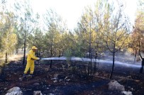 MADDE BAĞIMLISI - Madde Bağımlıları Ormanı Yaktı