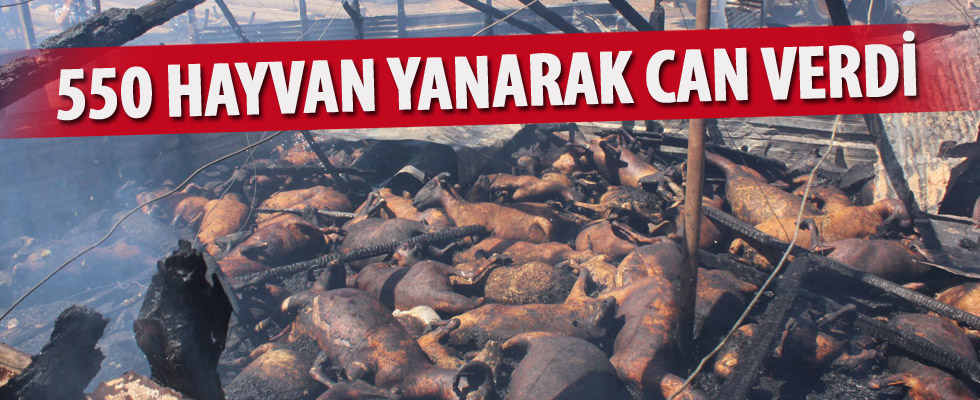 Manavgat'ta çıkan yangında 550'ye yakın hayvan telef oldu