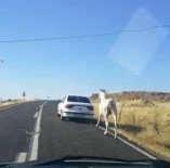 Otomobilin Arkasına Bağlanan Atın Görüntüleri Yürek Sızlattı