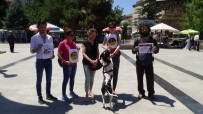 BAKIM MERKEZİ - Tokat'ta, Hayvan Hakları Savunucularından Yasa Tasarısı Tepkisi