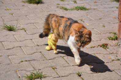 Bacakları Kopan Kediye Protez Bacak