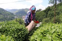 ÇAY ÜRETİCİLERİ - Rize'de 2017 Yılı İkinci Sürgün Yaş Çay Hasadı Başladı