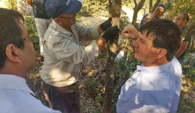 Çanakkale'de Antep Fıstığı Da Yetişecek