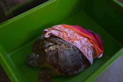 Tekne Pervanesinin Yaraladığı Caretta Caretta Tedavi Altına Alındı