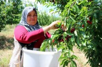 Türkiye'nin En Büyük Meyve Bahçesinde Kiraz Hasadı Başladı Haberi
