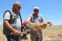 KıLBASAN - Yavru Kızıl Şahinler Büyüyerek Özgürlüğe Kanat Çırptı