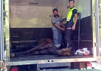 KILYOS - Bahçe Duvarından Düşen Atı Vatandaşların Çabası Kurtardı