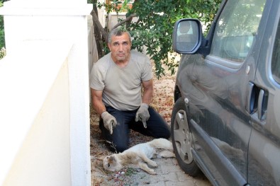 İzmir'deki Köpeklerde Gençlik Hastalığı Salgını