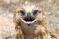 KıLBASAN - Kızıl Şahinler Özgürlüğe Kanat Çırptı