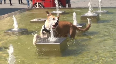 Taksim'de Sıcaktan Bunalan Köpeğin Köpeğin Fıskiye İle İmtihanı