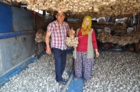 FUAT YıLMAZ - Simav'ın Göl Arazisinde Sarımsak Bereketi