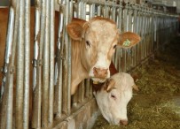 Van OHB Türkiye'de Model Olacak