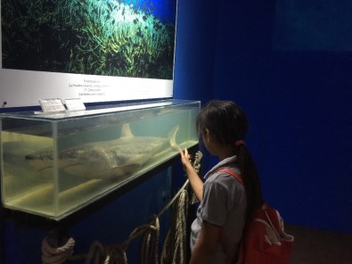 Aslan Ve Papağan Balıkları Deniz Biyolojisi Müzesi'nde