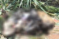 SU KANALI - Caniliğin Bu Kadarı