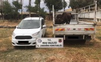 Hayvan Hırsızları Yakalandı