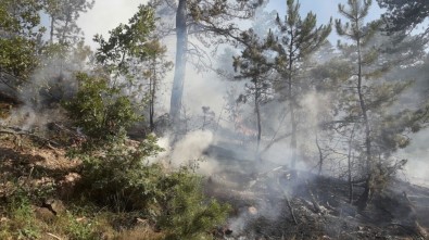 Seyitgazi'de Orman Yangını
