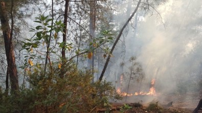 Vezirköprü'de Çıkan Orman Yangını Söndürüldü
