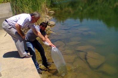 Aydın'da 110 Bin Sazan Yavrusu Tatlı Sularla Buluştu