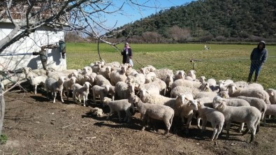 Aydın'da 'Sürü Yönetimi Kursu' Düzenleniyor, Artık Çobanlar Da Ehliyetli Olacak