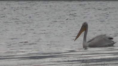 Çıldır Ve Aktaş Gölü'nü Pelikanlar Mesken Tuttu