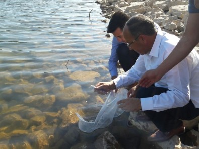Denizli'de 122 Bin Sazan Su İle Buluşturuldu