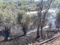 ZEYTİN AĞACI - Anamur'da Zeytinlik Yangını Korkuttu