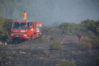 ZEYTİN AĞACI - İzmir'de Makilik Alanda Yangın