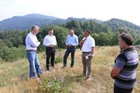HASAN KESKIN - Yığılca'da Balköy Bal Üretim Ormanı Kuruluyor