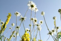 Ardahan'da Renk Cümbüşü