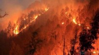Artvin'de Orman Yangını