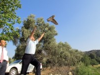 FARUK GÜNAY - Aydın'da Tedavisi Tamamlanan Yaban Hayvanları Doğaya Bırakıldı