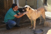 ÇOBAN KÖPEĞİ - Felçli Sokak Köpeği Hayvan Barınağında Sağlığına Kavuştu