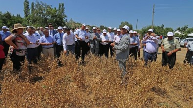 Hasanbeyli'de İlk Nohut Hasadı Yapıldı