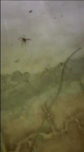 Milas'ta 'Sarıkız Böceği' Paniği