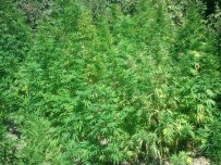 HINT KENEVIRI - Söke'de Uyuşturucuyla Mücadele Devam Ediyor