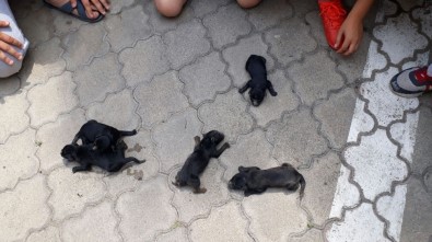 Su Borusuna Sıkışan Köpek Yavrularını İtfaiye Kurtardı