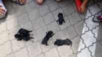 KÖPEK YAVRUSU - Su Borusuna Sıkışan Köpek Yavrularını İtfaiye Kurtardı