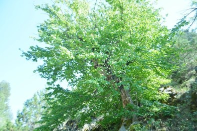 Uşak'taki Bulkaz Dağları Asırlık Fındık Ağaçlarına Ev Sahipliği Yapıyor