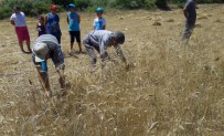 KARACAHISAR - Yerel Tohumda Hasat Heyecanı