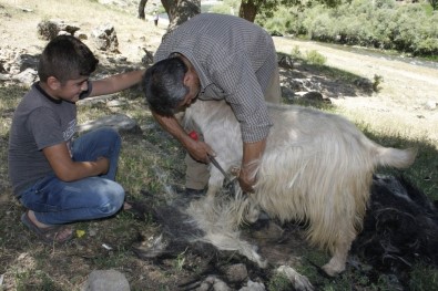 Çobanlar Sıcaktan Etkilenen Hayvanları Kırkarak Suya Sokuyor