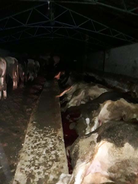 Ahıra yıldırım düştü;  21 büyükbaş hayvan telef oldu