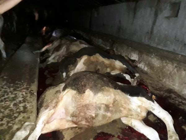 Ahıra yıldırım düştü;  21 büyükbaş hayvan telef oldu