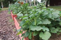 TAZE FASULYE - 'Benim Bahçem' Projesinde Ürünler Filizlenmeye Başladı