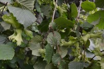 SÜRGÜN - Fındıkta Yaprak Tahlili Uyarısı