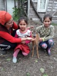 İki Kız Kardeş Yavru Karacayı Köpeklerin Elinden Aldı Haberi