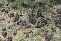 SIĞIRCIK KUŞU - Bursa'da Dolu Yüzlerce Kuşu Telef Etti