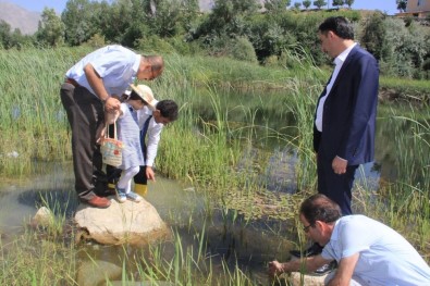 Sülük Göletine 15 Bin Sazan Bırakıldı